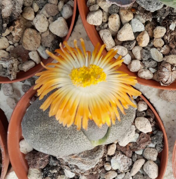 Pleiospilos nelii