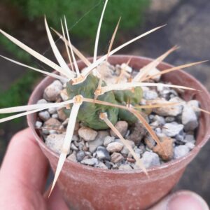 Maihueniopsis platyacantha