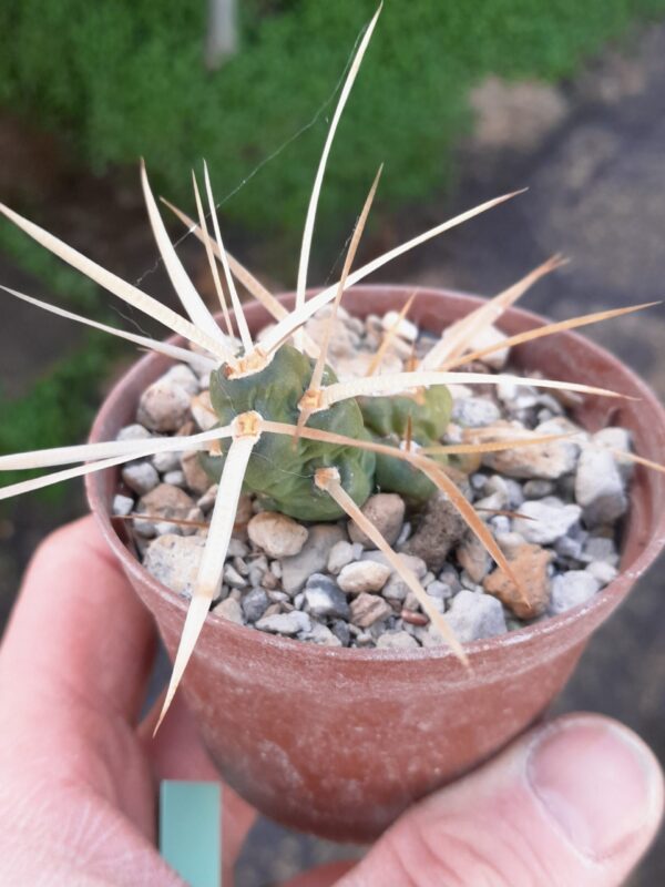 Maihueniopsis platyacantha