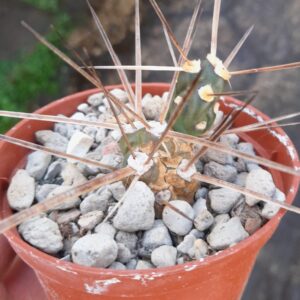 Maihueniopsis darwinii
