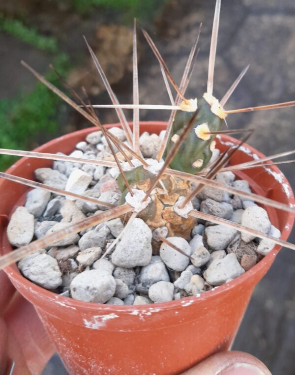 Maihueniopsis darwinii