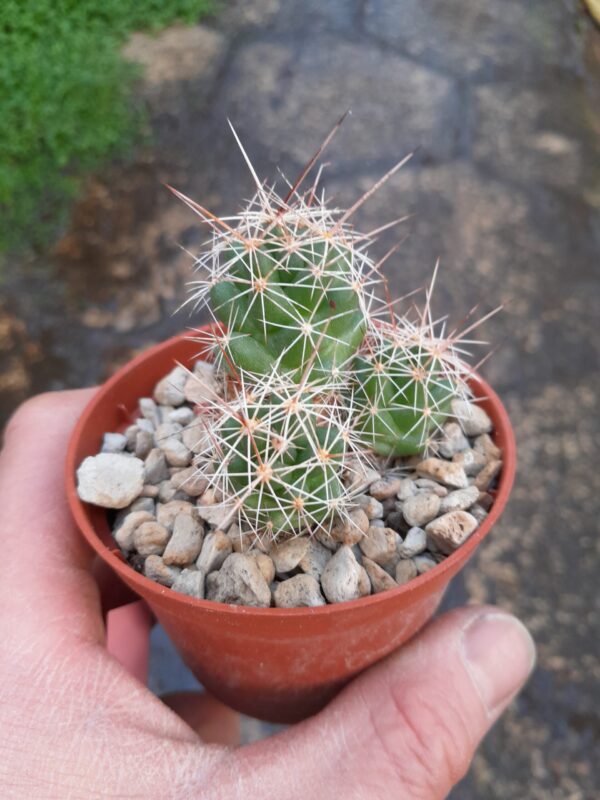 Coryphantha macromeris