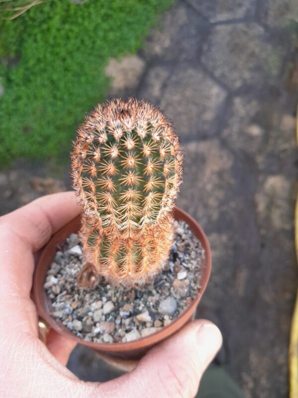 Echinocereus reichenbachii ssp. fitchii