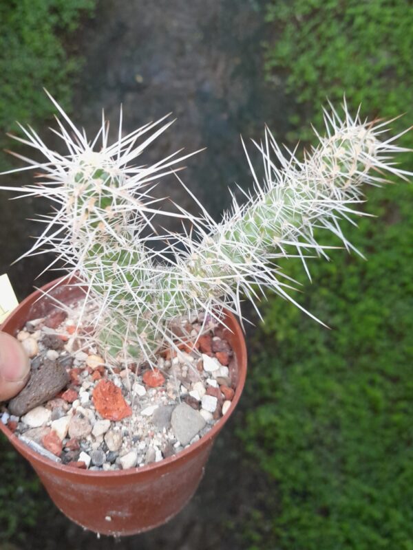 Tephrocactus weberi - Image 2