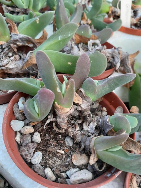 Gibbaeum schwantesii