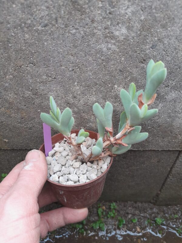 Braunsia apiculata