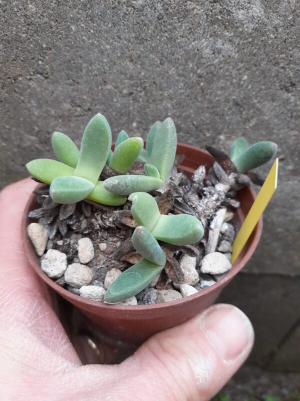 Aloinopsis hilmarii