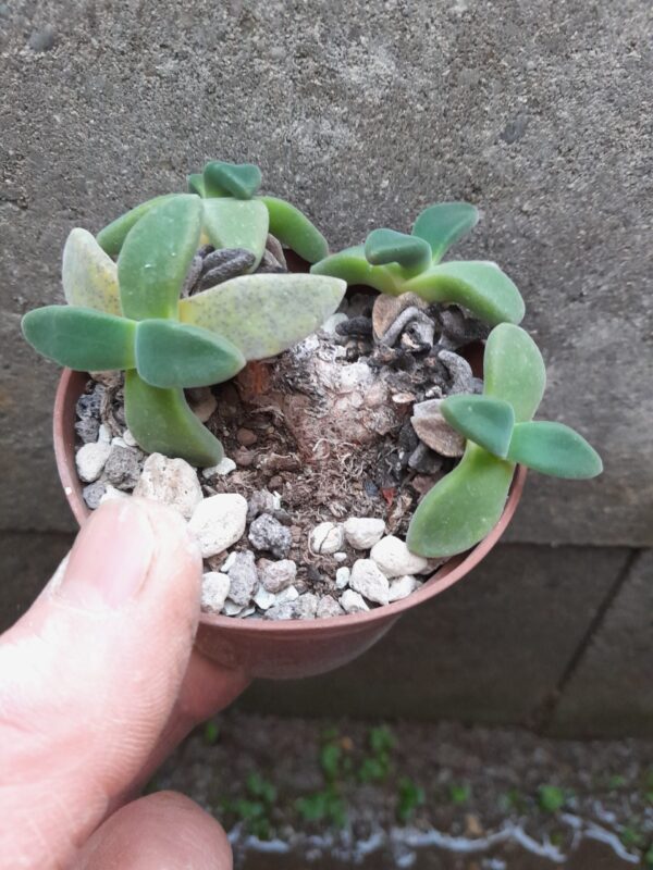 Aloinopsis peersii (=Deilanthe peersii)