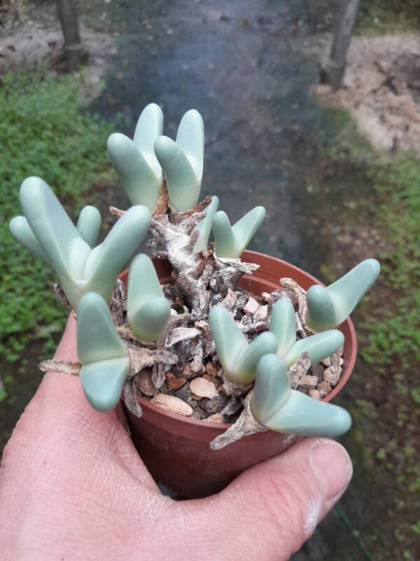 Argyroderma fissum