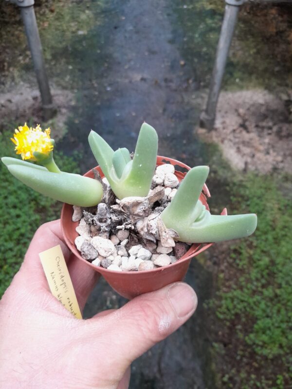 Cheiridopsis robusta, Namus Kloof