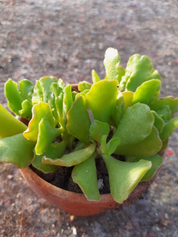 Adromischus cristatus v. zeyheri
