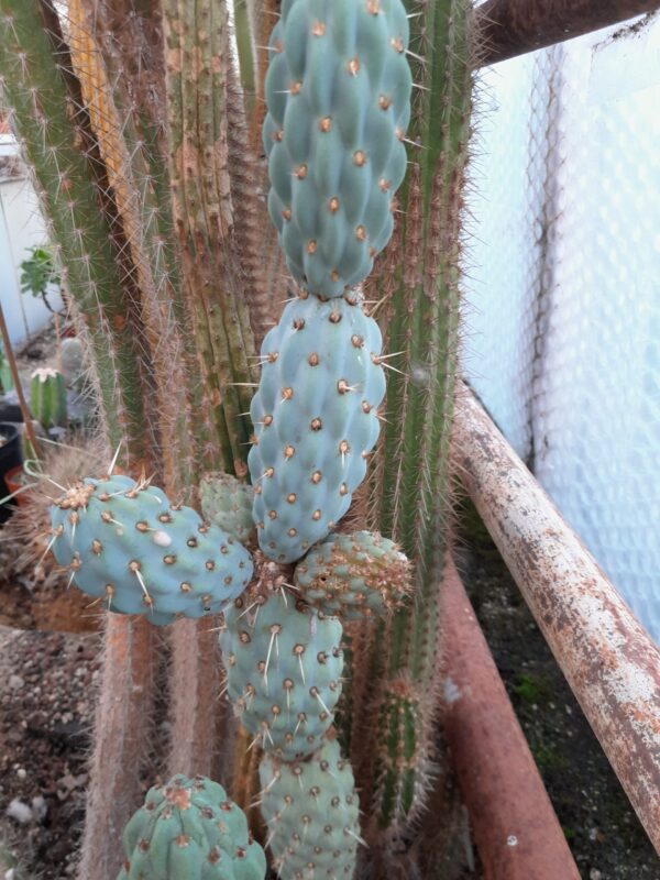 Miqueliopuntia miquelii