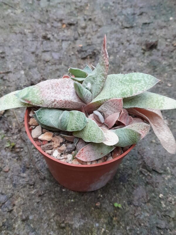 Gasteria glauca, Kouga River