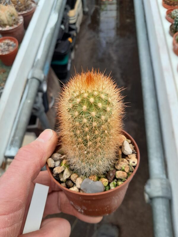 Haageocereus pseudomelanostele, Ancash