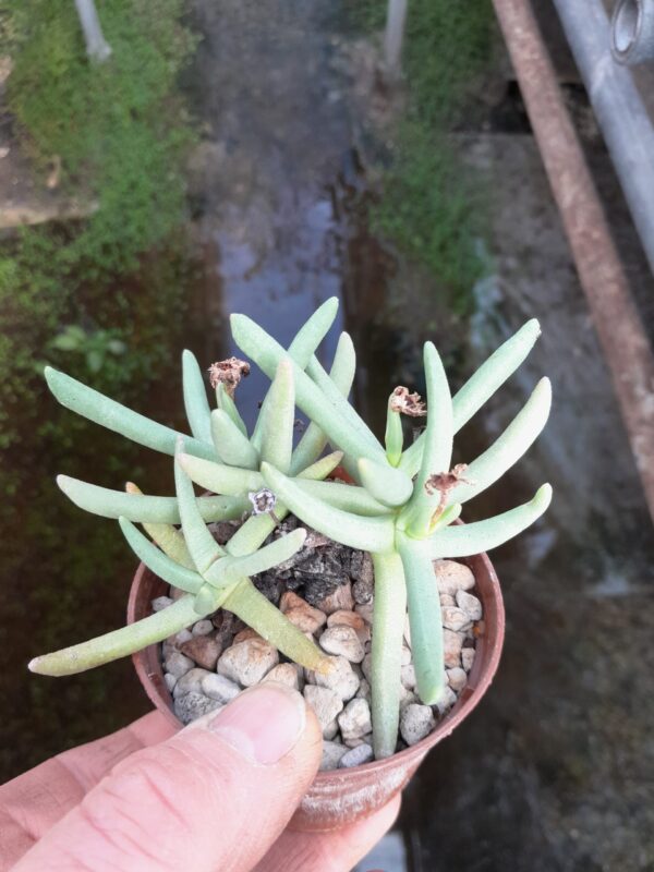 Hereroa puttkameriana