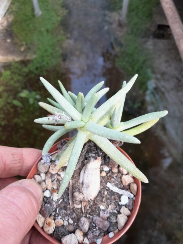 Hereroa rehneltiana
