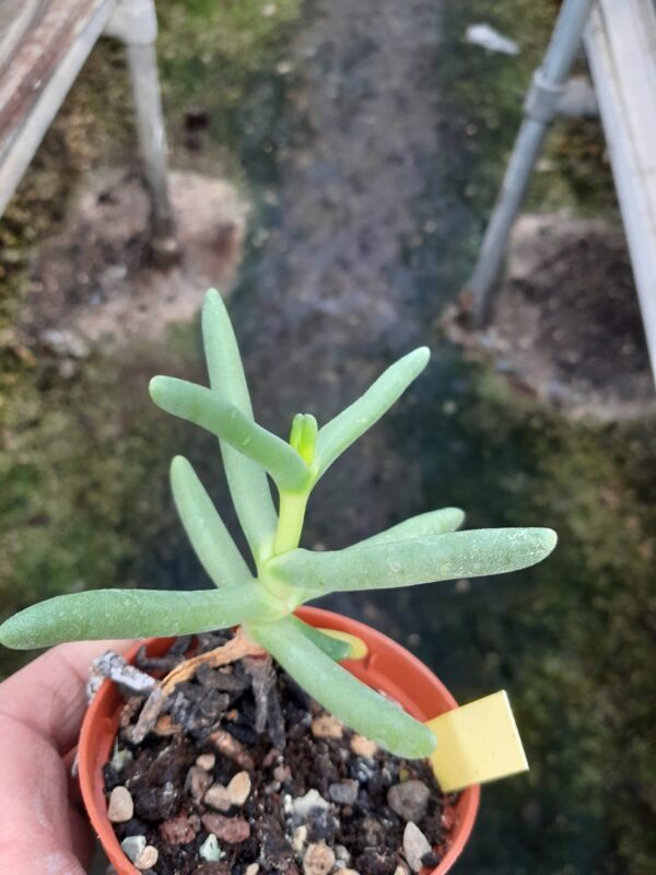 Hereroa teretifolia