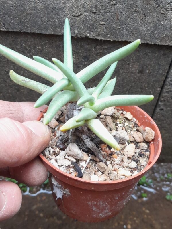 Hereroa sp. Weissendorn