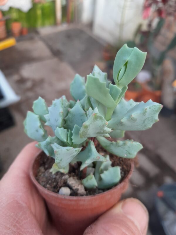 Oscularia deltoides
