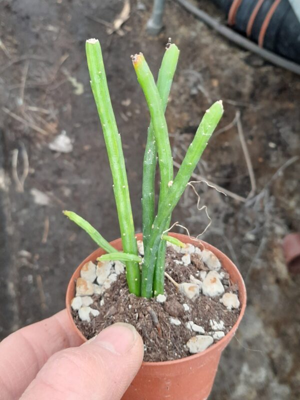Selenicereus inermis