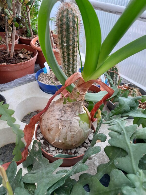 Ornithogalum longibracteatum (=Albuca bracteata)