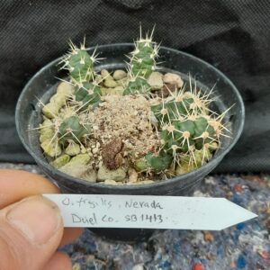 Opuntia fragilis, Nebraska, Deuel County, SB1423