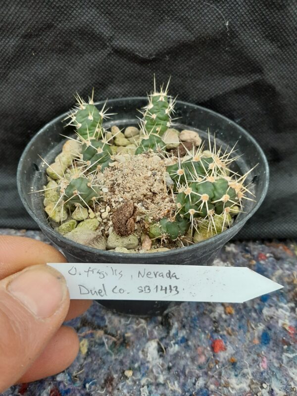 Opuntia fragilis, Nebraska, Deuel County, SB1423