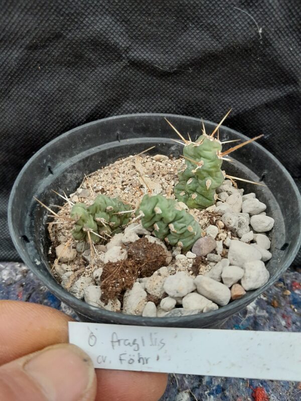 Opuntia fragilis cv Föhr