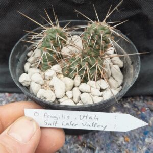 Opuntia fragilis, Utah, Salt Lake Valley