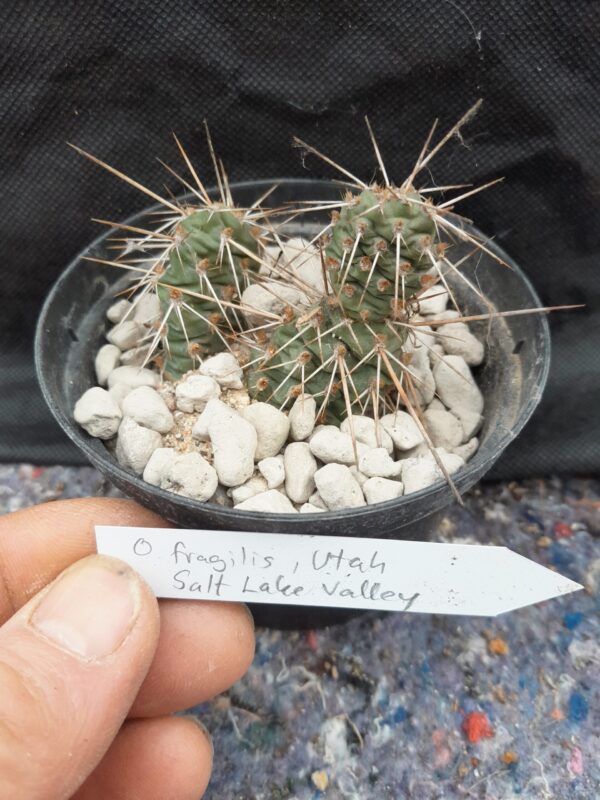 Opuntia fragilis, Utah, Salt Lake Valley