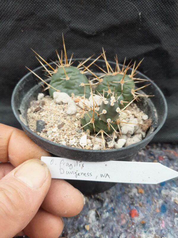 Opuntia fragilis, Washington, Dungeness