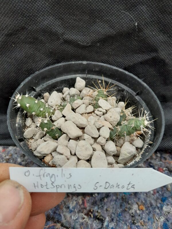 Opuntia fragilis, South Dakota, Hot Springs