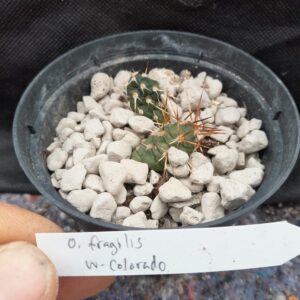 Opuntia fragilis, Colorado (West)