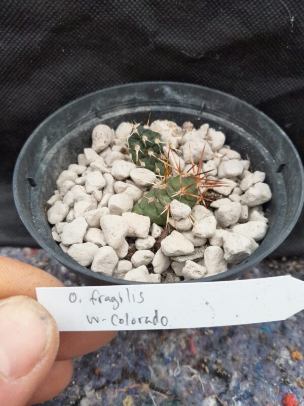 Opuntia fragilis, Colorado (West)