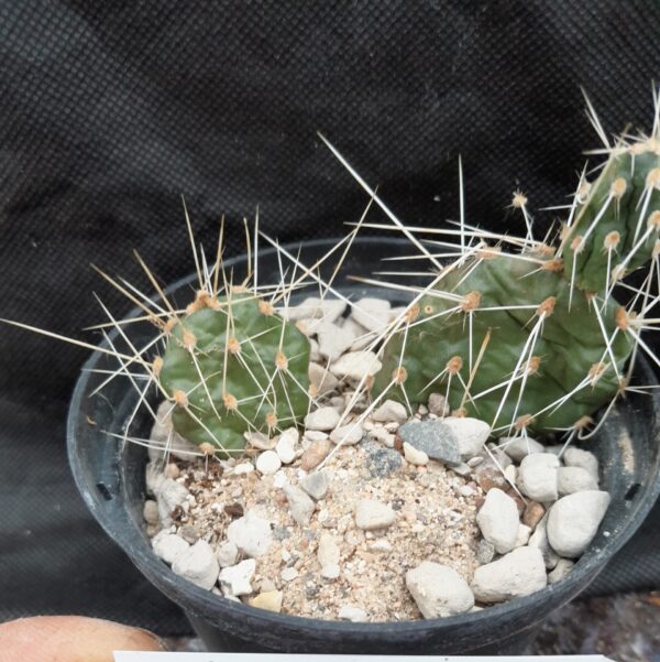 Opuntia fragilis, British Columbia, Peace River