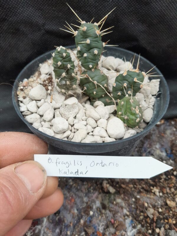 Opuntia fragilis, Ontario, Kaladar