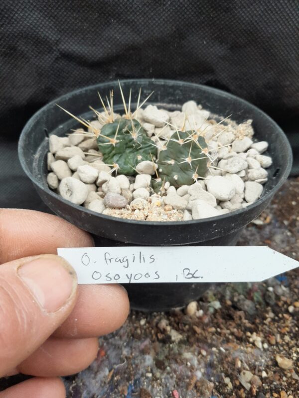 Opuntia fragilis, British Columbia, Osoyoos