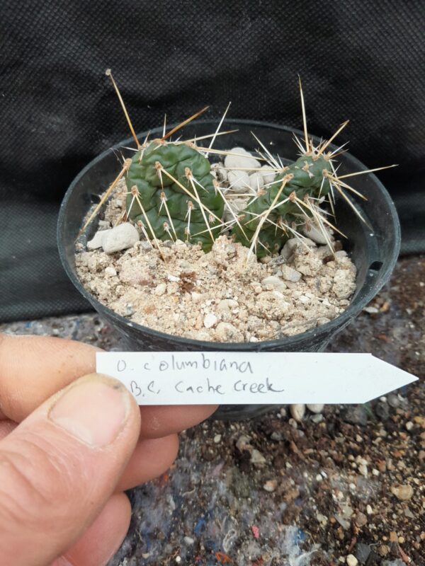 Opuntia columbiana, British Columbia, Cache Creek