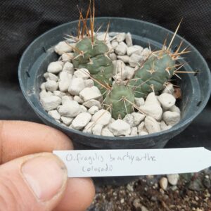 Opuntia fragilis v. brachyarthra, Colorado