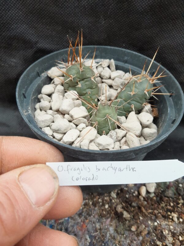 Opuntia fragilis v. brachyarthra, Colorado