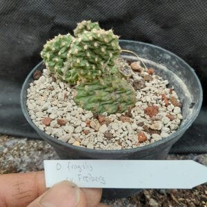 Opuntia fragilis cv. Freiberg