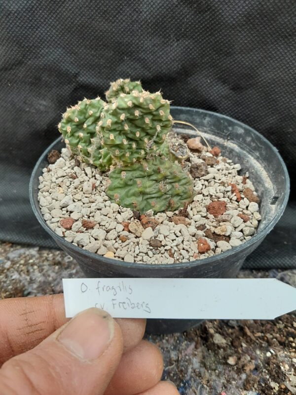 Opuntia fragilis cv. Freiberg