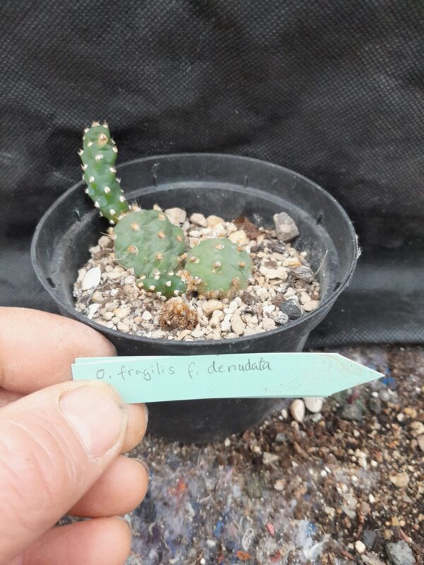 Opuntia fragilis f. denudata