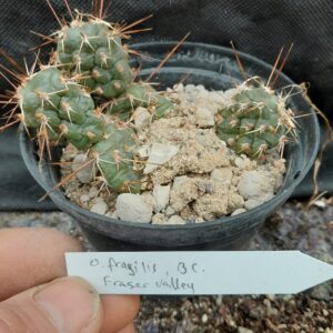 Opuntia fragilis, British Columbia, Fraser Valley
