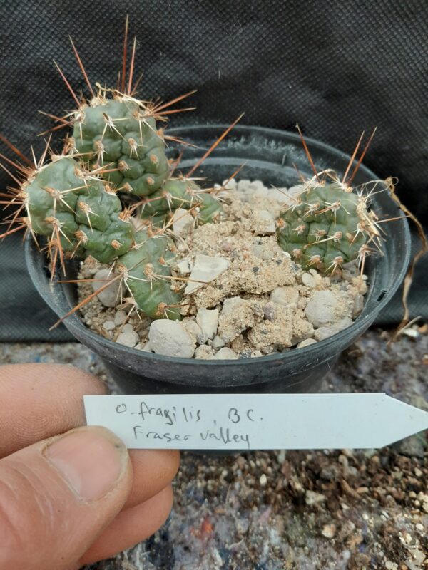 Opuntia fragilis, British Columbia, Fraser Valley