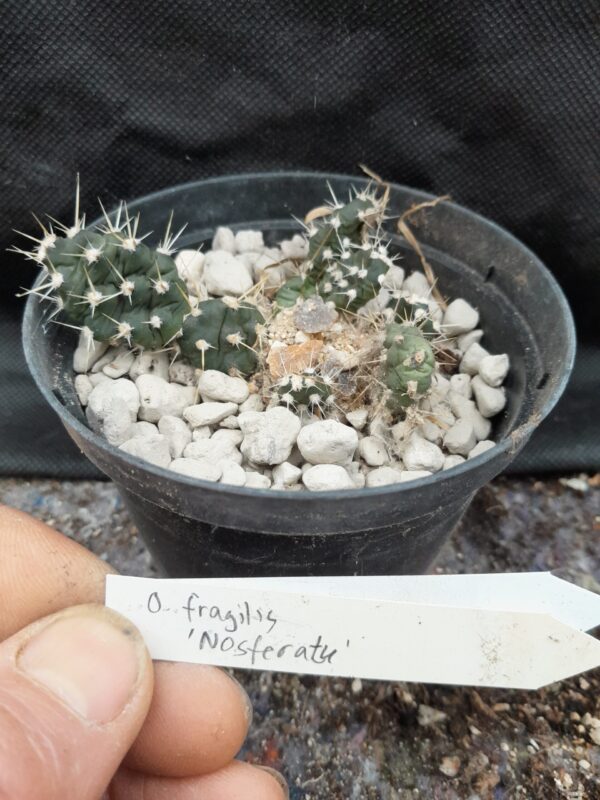 Opuntia fragilis cv. Nosferatu