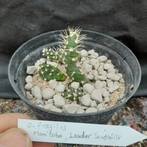 Opuntia fragilis, Manitoba, Lauder Sandhills