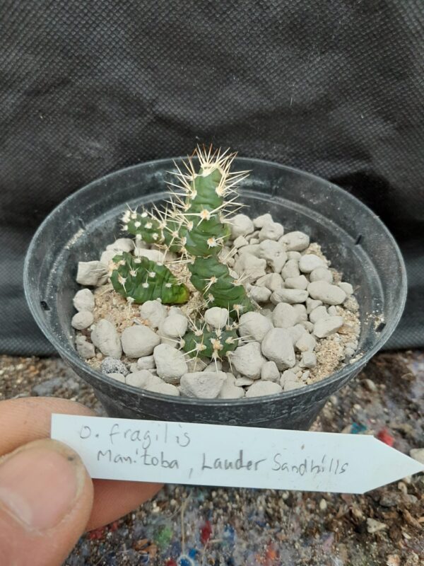 Opuntia fragilis, Manitoba, Lauder Sandhills