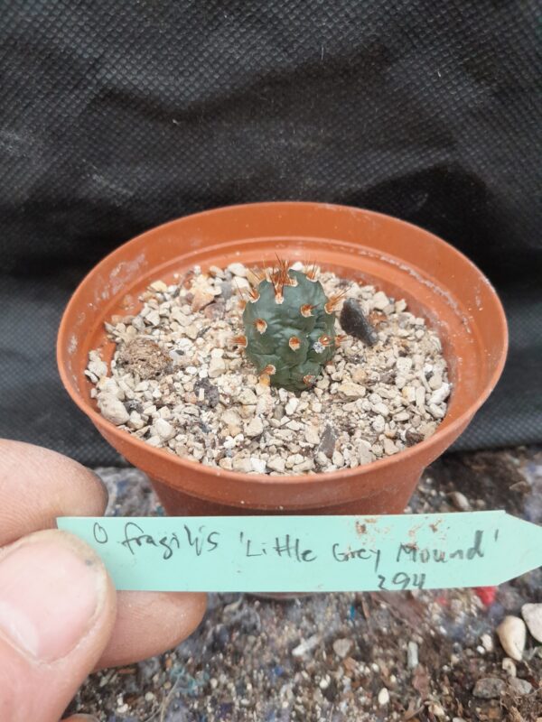 Opuntia fragilis cv Little Grey Mound