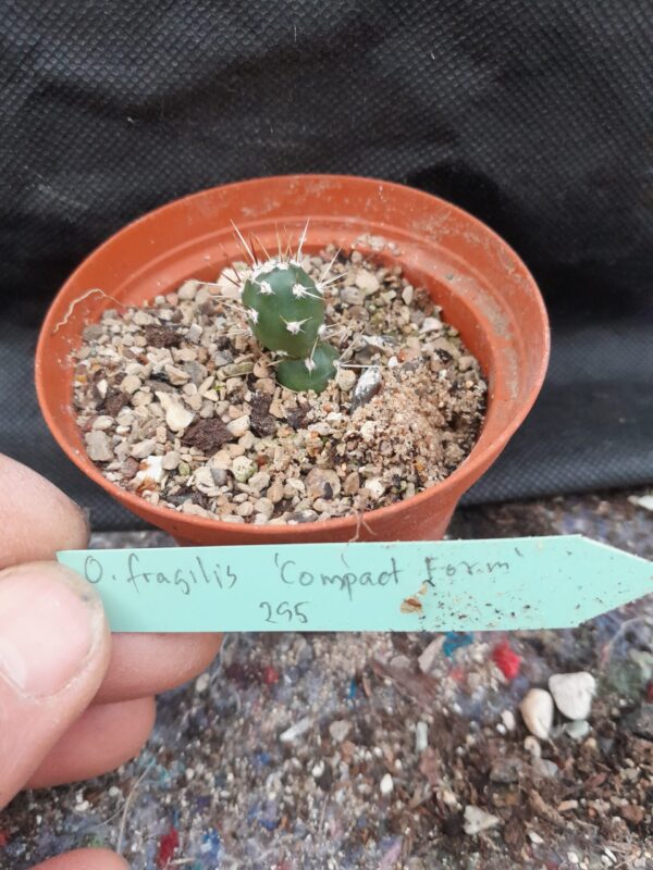 Opuntia fragilis cv. Compact Form